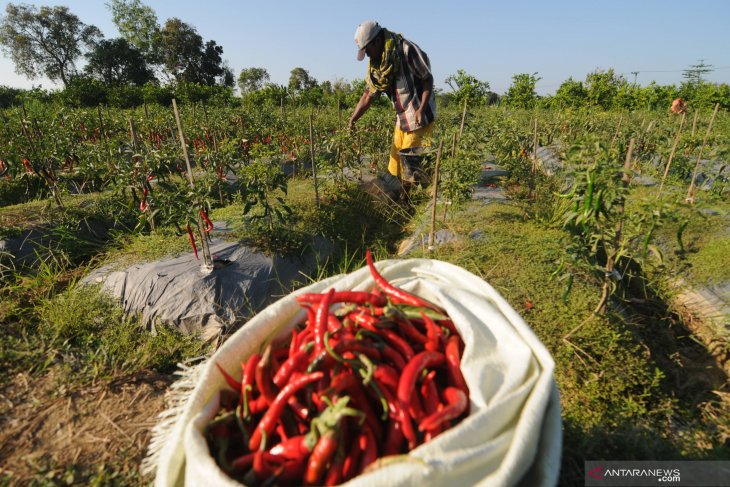 Harga cabai merah naik