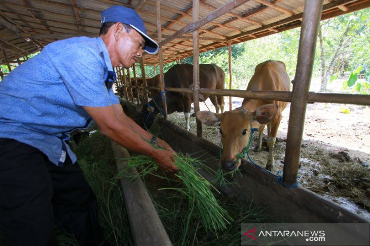 Jelang Hari Raya Idul Adha Pesanan Hewan 