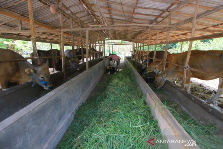 Jelang Hari Raya Idul Adha Pesanan Hewan Kurban Meningkat