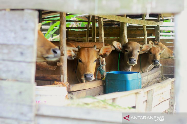 Jelang Hari Raya Idul Adha Pesanan Hewan Kurban Meningkat