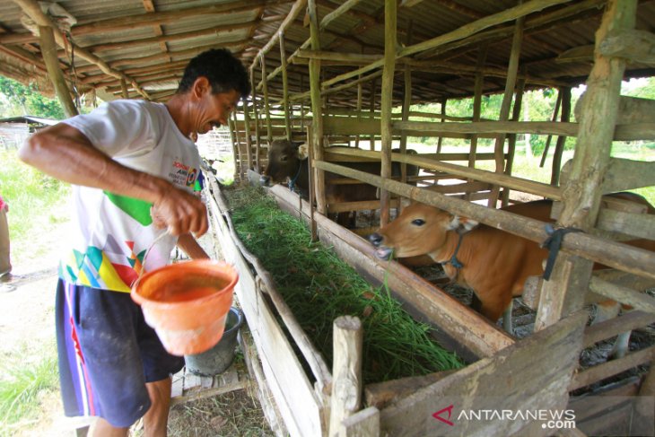 Jelang Hari Raya Idul Adha Pesanan Hewan Kurban Meningkat