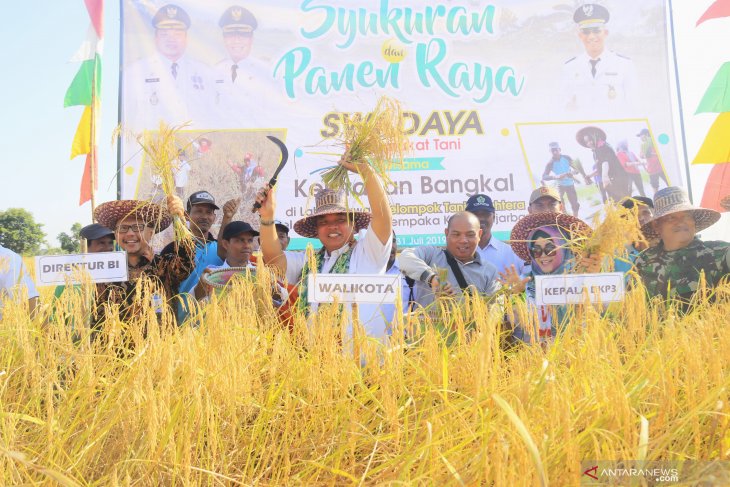 Wali Kota panen padi di Bangkal