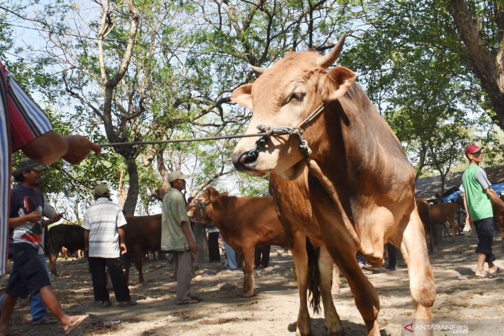 Harga sapi naik