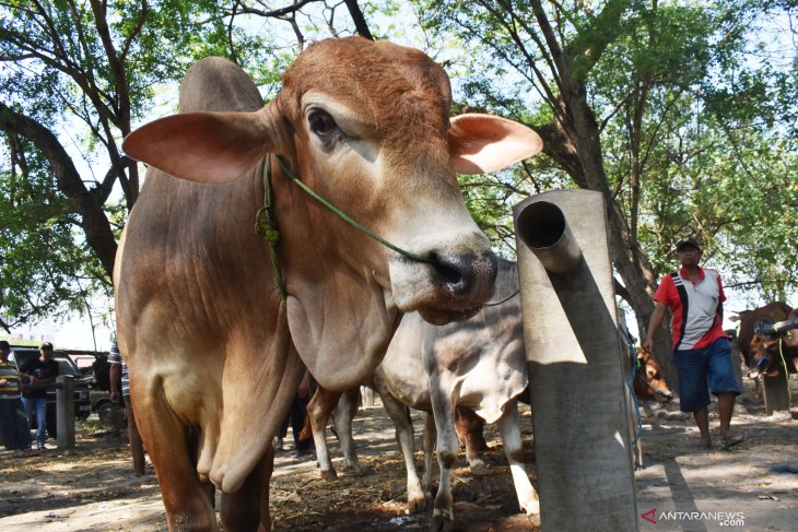 Harga sapi naik