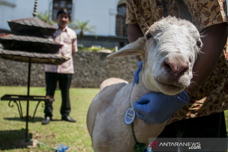 Sosialisasi Pemeriksaan Kesehatan hewan Kurban