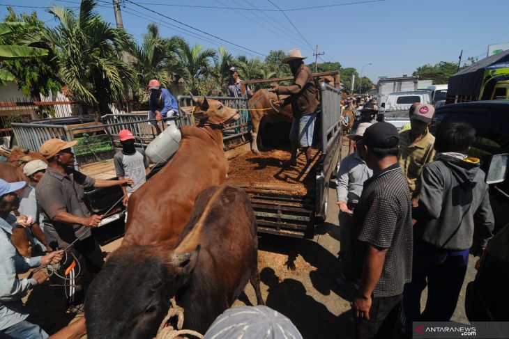 Harga Sapi Naik