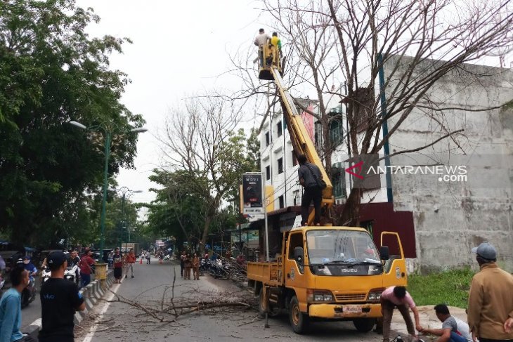 Pemkot Tanjungbalai pangkas pohon tua rawan tumbang