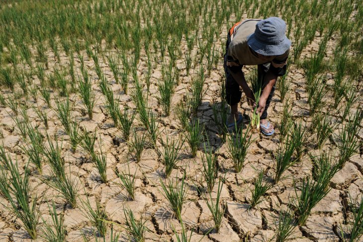 Sawah petani di Bengkulu mengalami kekeringan