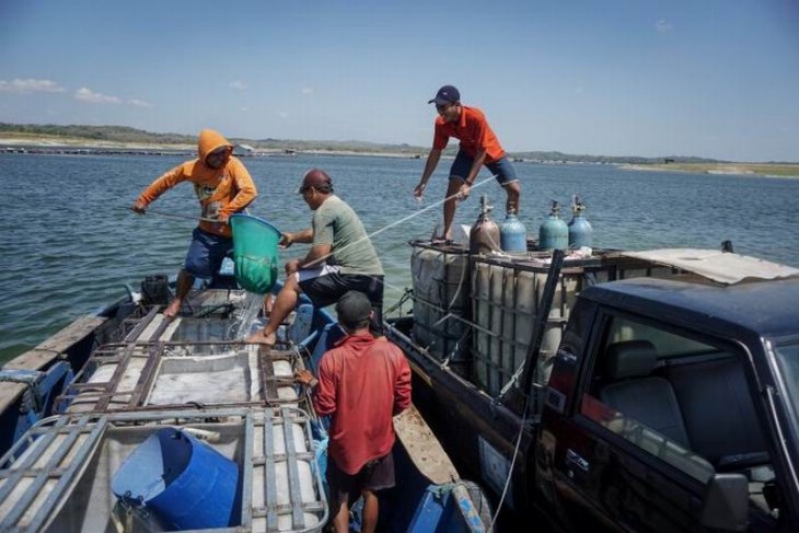 Panen ikan di Waduk Kedung Ombo