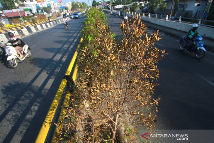 Tanaman Median Jalan Mengering