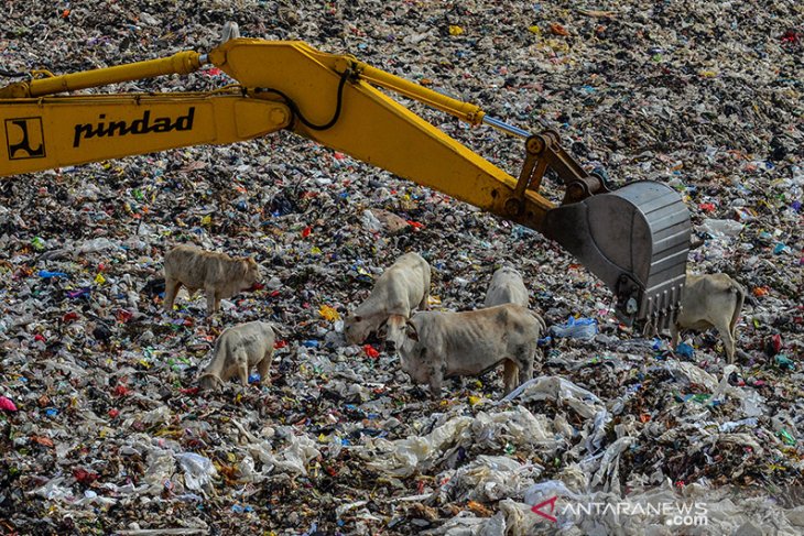 Hewan Kurban Pemakan Sampah