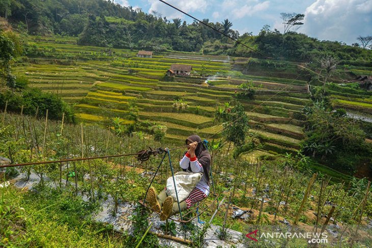 Alat Transportasi Petani di Perbukitan