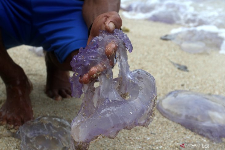 DLHK imbau masyarakat waspadai ubur-ubur di Pantai Panjang Bengkulu