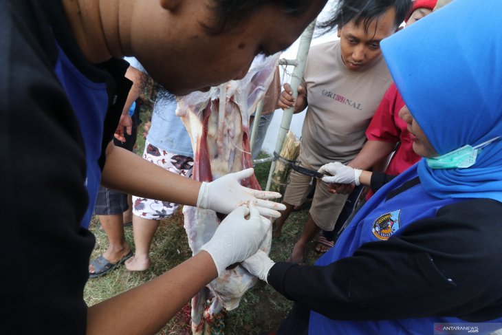 Hewan kurban terserang cacing hati