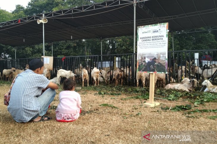 Al Azhar Mosque to distribute sacrifice meat to Sumatra, Papua
