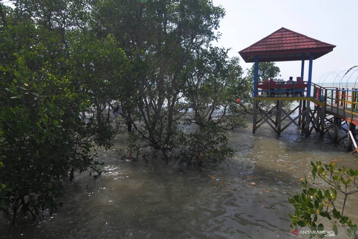 Wisata hutan mangrove Pamekasan