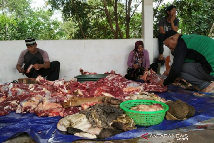 Pemkab Bangka Selatan kurban tiga ekor sapi