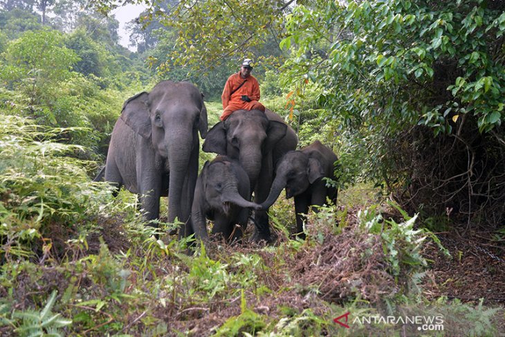 Tesso Nilo's elephants show signs of stress due to forest fire