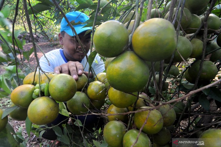 Harga jeruk akhir musim