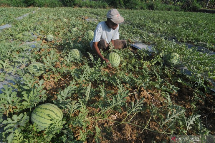 Petani keluhkan hama semangka