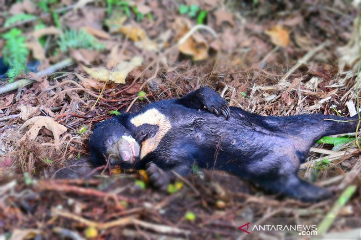 Seekor beruang madu mati terjerat di area kebun warga