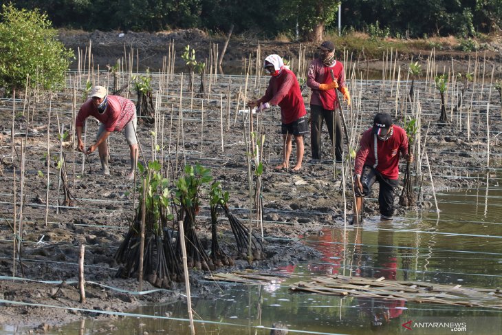 Aksi Tanam Mangrove