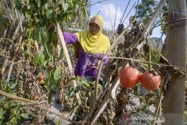 Harga Tomat Turun