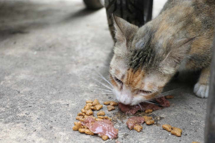 Kucing hanya diberi makanan kering, bolehkah?