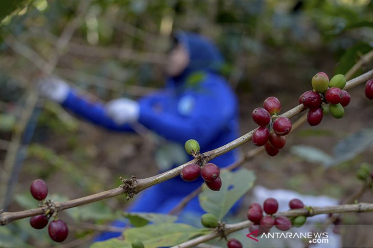 Target Produksi Kopi Nasional