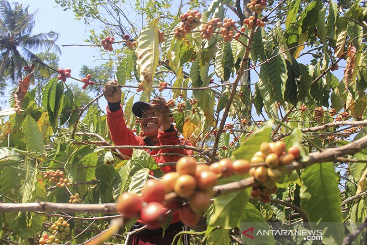 Harga Kopi Di Kuningan Turun