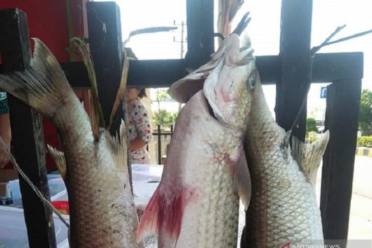 DKP Mukomuko bentuk kelompok konservasi ikan mikih
