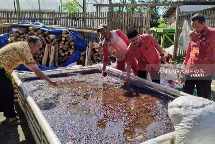 Kopi Sindang Dataran tembus pasar Prancis