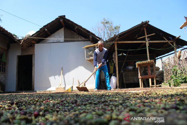 Harga kopi di Jombang anjlok