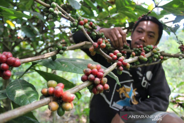 Harga kopi di Jombang anjlok