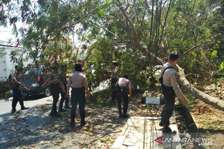 Hembusan angin semakin kencang, pohon rawan tumbang di Purwakarta dipangkas