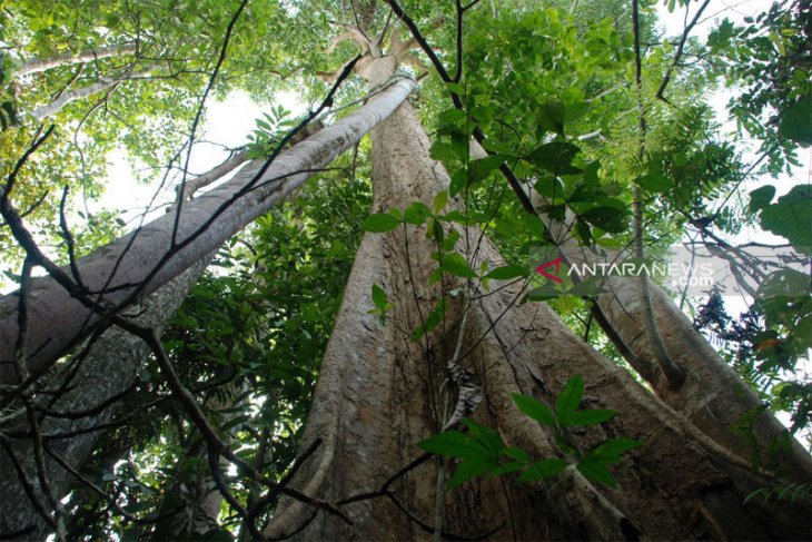 Perburuan bajakah tinggi, permintaan capai 1 ton
