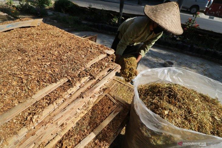 Petani tembakau untung