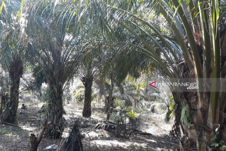 Pemkab Mukomuko usulkan peremajaan 397,64 hektare sawit petani