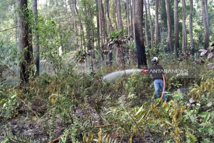 Kebakaran nyaris habiskan hutan mahoni di Rejang Lebong