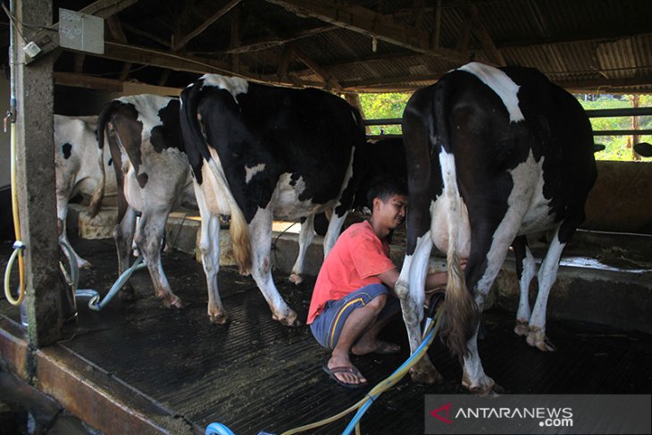 Produksi Susu Nasional