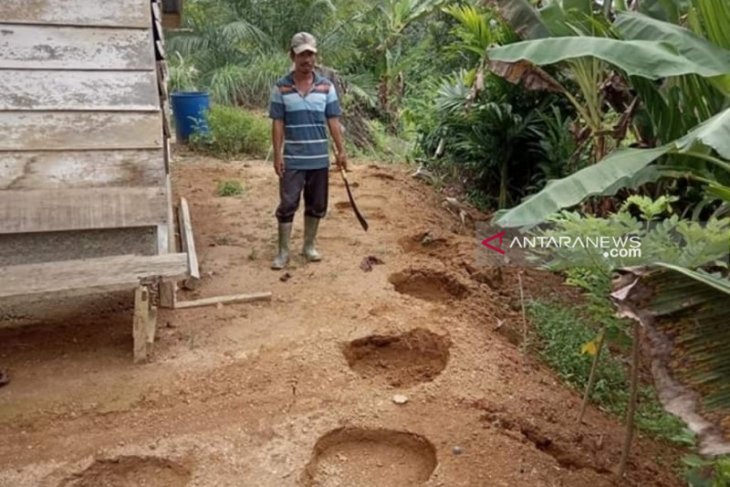 Belasan gajah liar masih berkeliaran di permukiman warga di Nagan Raya