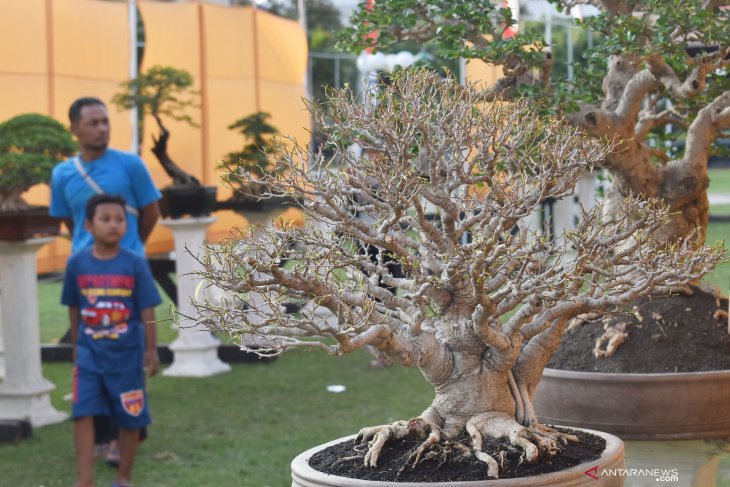 Pameran Bonsai