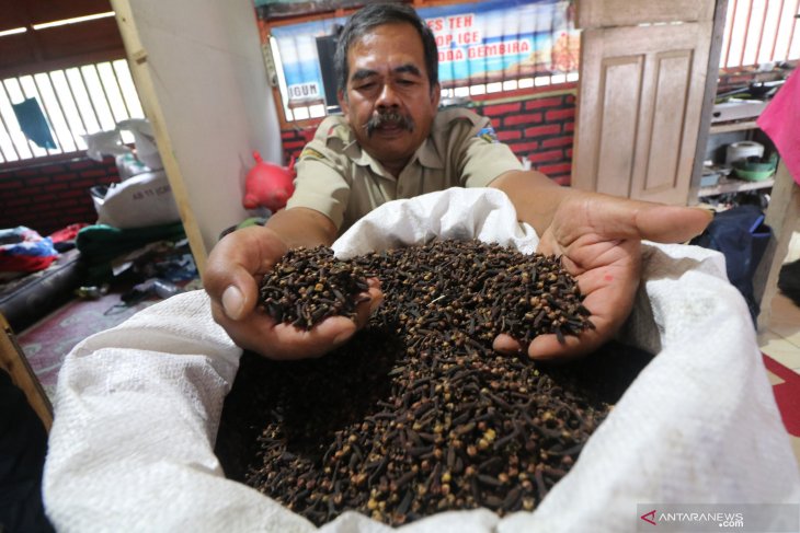 Petani cengkeh terkendala pengeringan