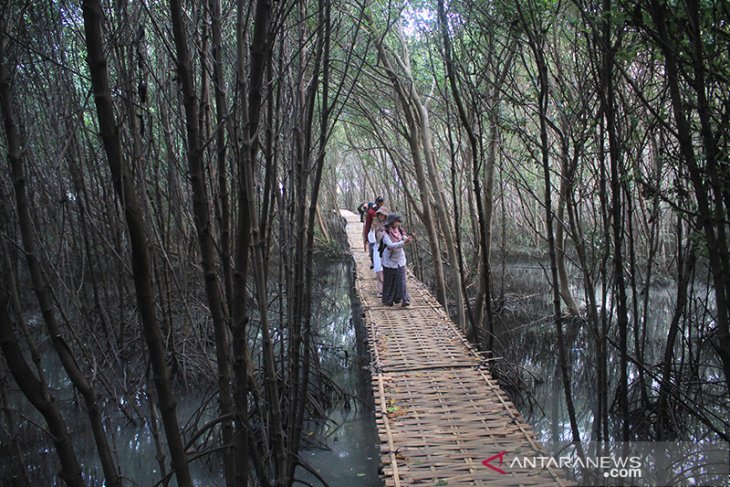 Pengembangan Ekowisata Mangrove