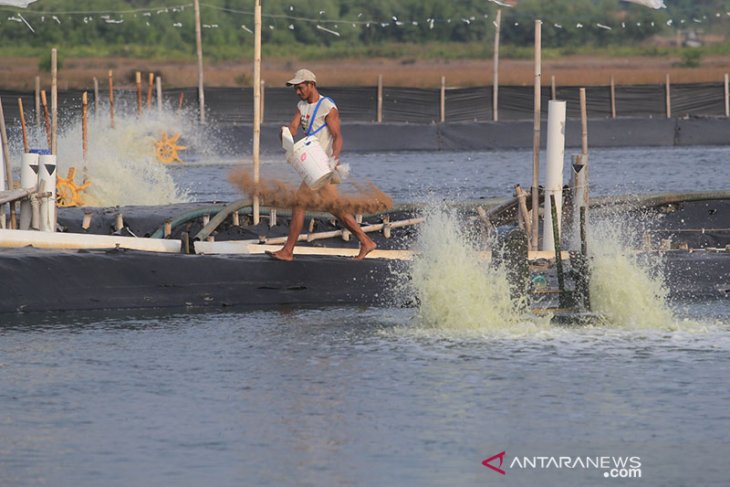 Produksi Udang Menurun