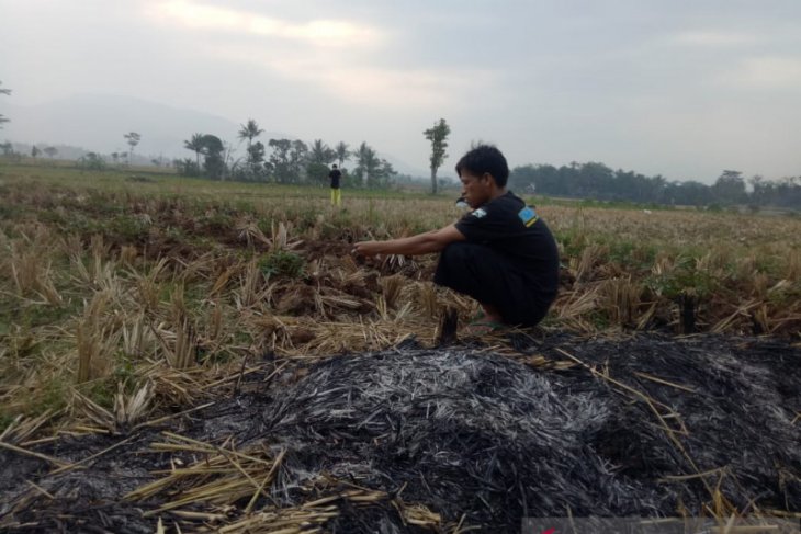Ribuan hektare sawah di Lebak tertunda tanam akibat terhalang adat