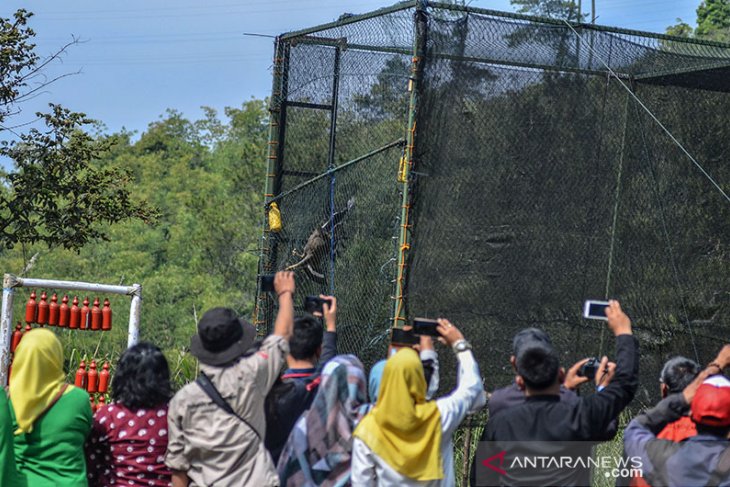 Pelepasan Elang di Kamojang