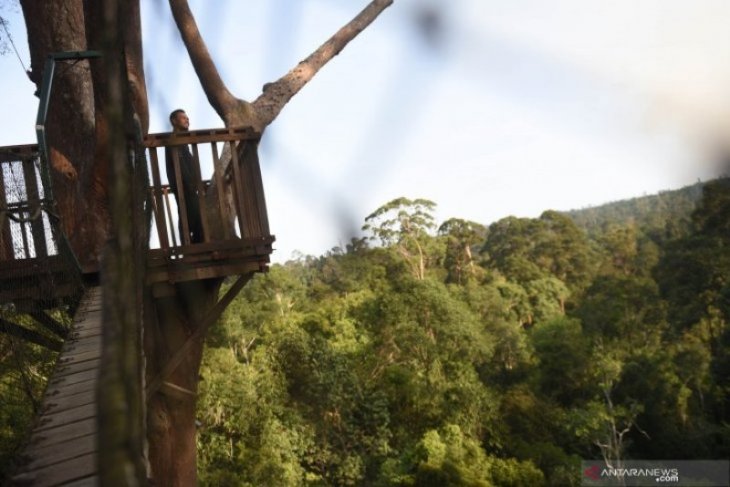 Wisata hutan hujan tropis di kawasan ibu kota baru