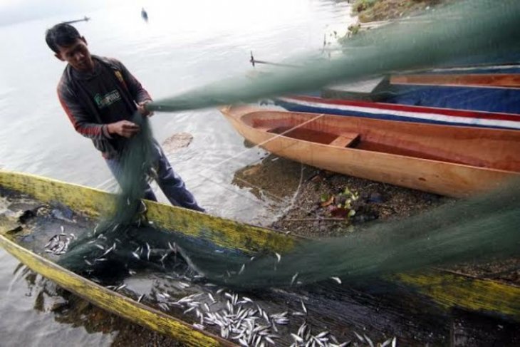 Ikan depik alami penurunan produksi di Danau Laut Tawar