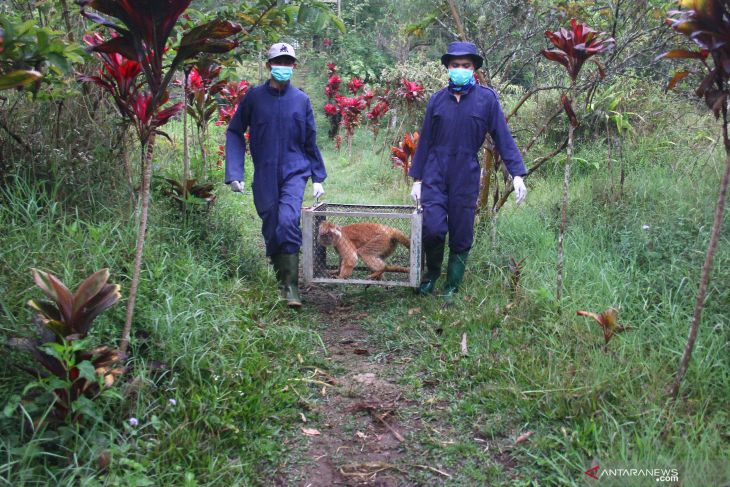 Pelepasliaran Lutung Jawa